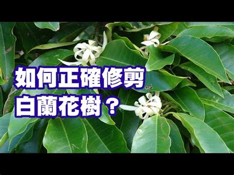 玉蘭花風水禁忌|【玉蘭花樹風水】揭開玉蘭花樹風水奧秘：種植禁忌與。